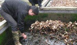 黄鳝养殖技术视频,从入门到精通的养殖秘诀